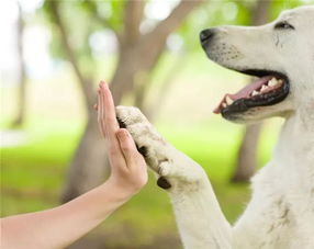 城市养犬利与弊，城管、保安、环卫清洁工人最有发言权，你怎么看？